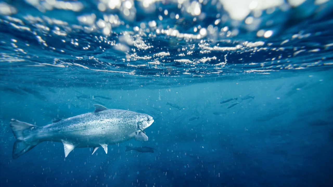 Fisk i oppdrettsanlegg